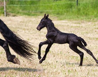 Improving Foal Care with Serum Amyloid A (SAA) Testing