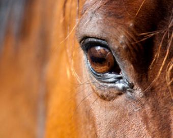 Is Equine Infectious Anemia (EIA) Still a Threat?