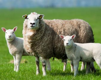 Reasons to Avoid the CF Test for Detecting Antibodies in Cattle, Sheep, Goat and Horse Sera